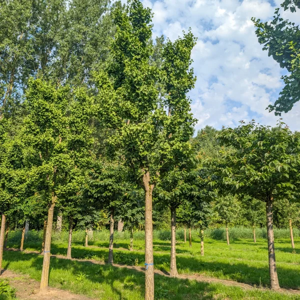 Ginkgo biloba 'Mariken' &ndash; jinan dvoulaločný 'Mariken'