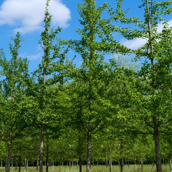 Ginkgo biloba 'Mascia' &ndash; jinan dvoulaločný 'Mascia'