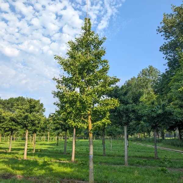 Ginkgo biloba 'Saratoga' &ndash; jinan dvoulaločný 'Saratoga'