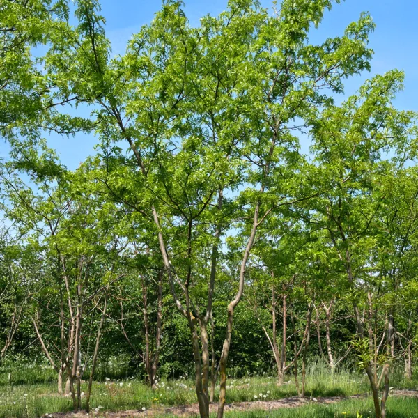 Gleditsia triacanthos 'Green Glory' &ndash; dřezovec trojtrnný 'Green Glory'