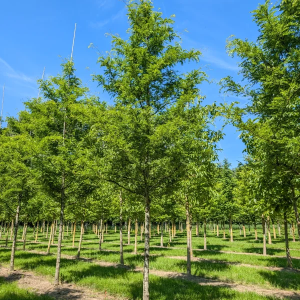 Gleditsia triacanthos 'Imperial' &ndash; dřezovec trojtrnný 'Imperial'