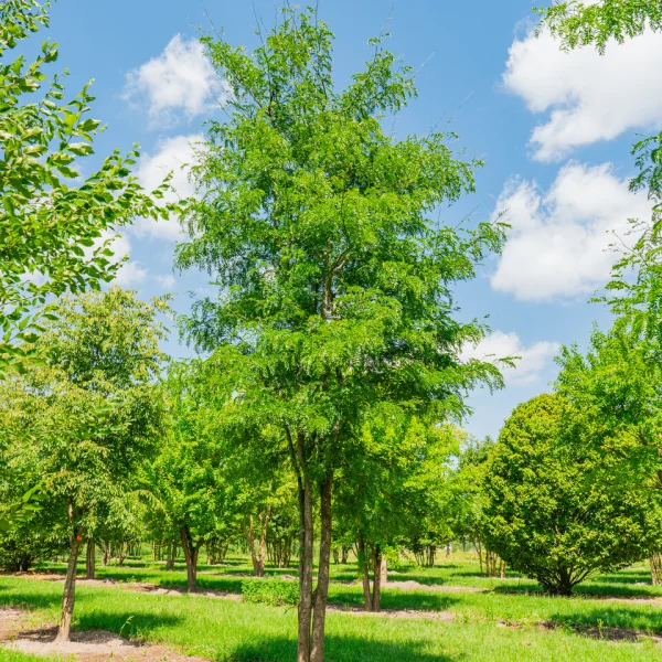 Gleditsia triacanthos f. inermis – dřezovec trojtrnný f. inermis
