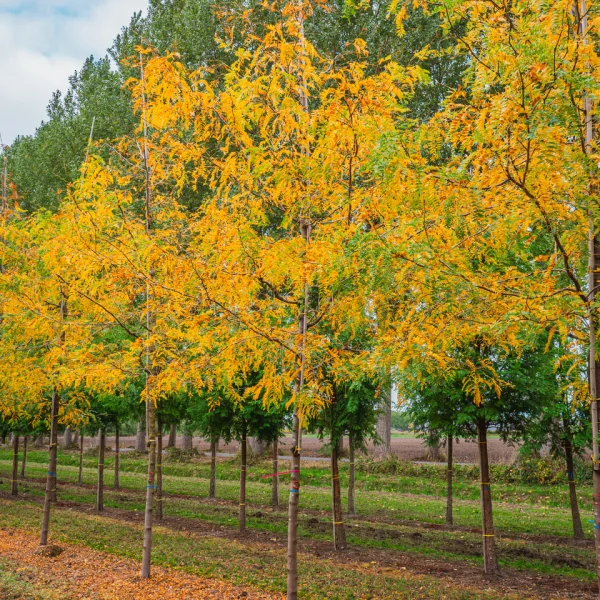 Gleditsia triacanthos 'Sunburst' – dřezovec trojtrnný 'Sunburst'