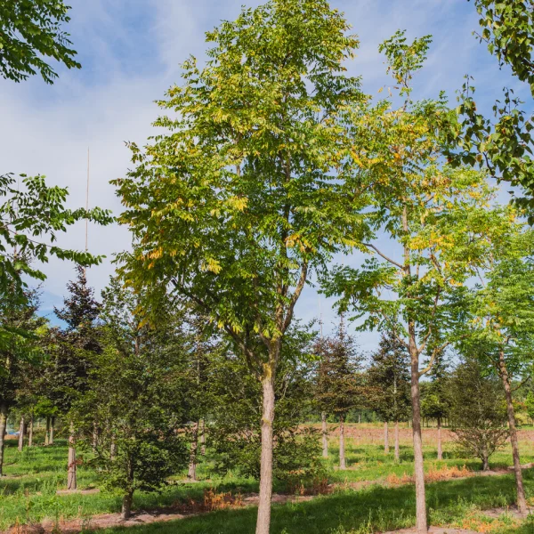 Gymnocladus dioica &ndash; nahovětvec dvoudomý