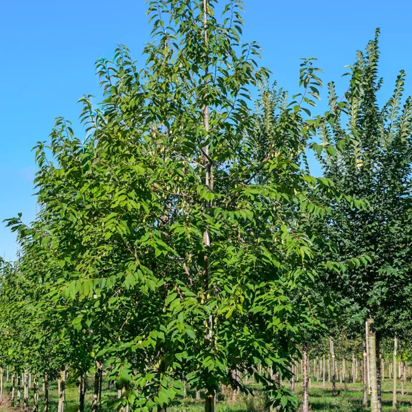 Halesia monticola &ndash; halézie stromovitá