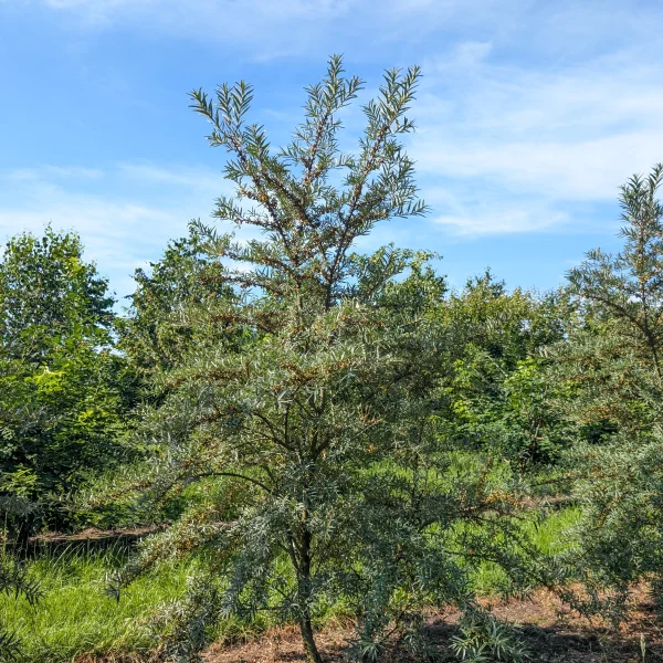Hippophae rhamnoides 'Leikora' &ndash; rakytník řešetlákový 'Leikora'