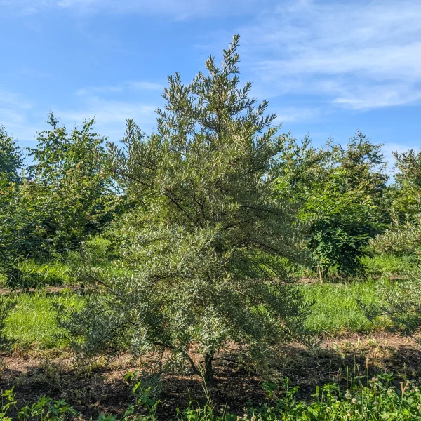 Hippophae rhamnoides 'Pollmix' &ndash; rakytník řešetlákový 'Pollmix'