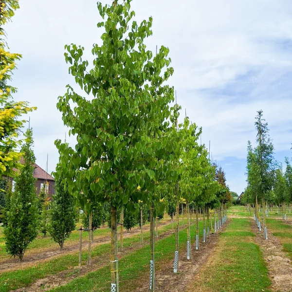 Hovenia dulcis &ndash; Hovenia dulcis