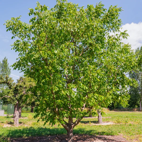 Juglans regia – Ořešák královský