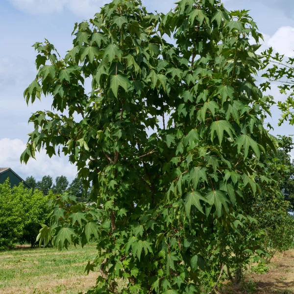 Kalopanax septemlobus &ndash; kalopanax pestrý