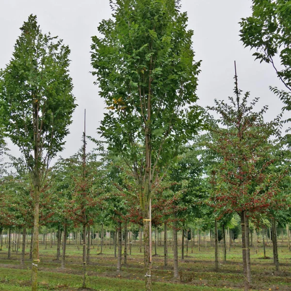 Koelreuteria paniculata 'Fastigiata' &ndash; svitel latnatý 'Fastigiata'