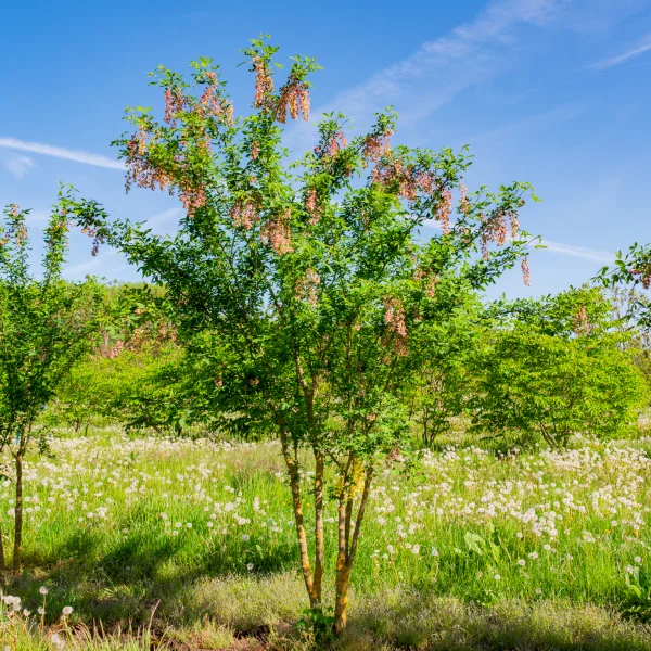 Laburnocytisus adamii &ndash; štědřencovec Adamův