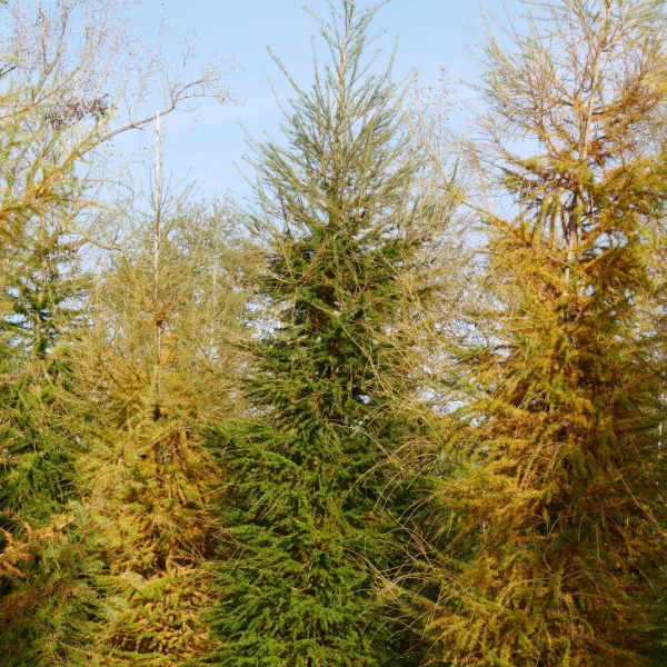 Larix decidua &ndash; modřín opadavý
