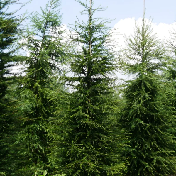 Larix decidua &ndash; modřín opadavý