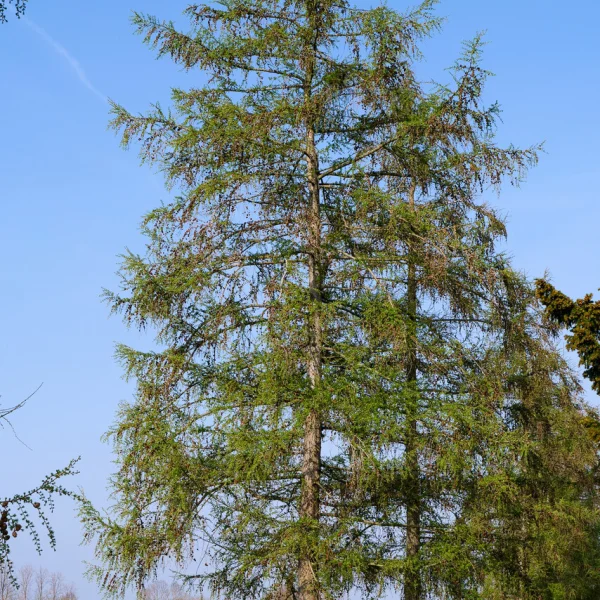 Larix kaempferi &ndash; modřín japonský