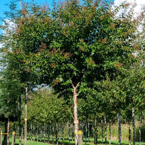Lagerstroemia 'Natchez' &ndash; lagerstroémie 'Natchez'
