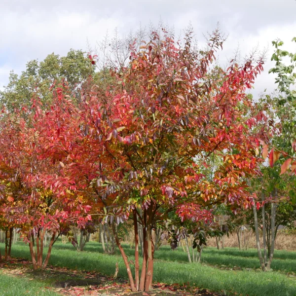 Lagerstroemia 'Natchez' &ndash; lagerstroémie 'Natchez'