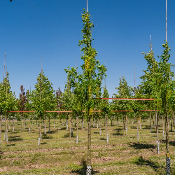 Laburnum ×watereri 'Vossii' &ndash; laburnum watereri 'Vossii'