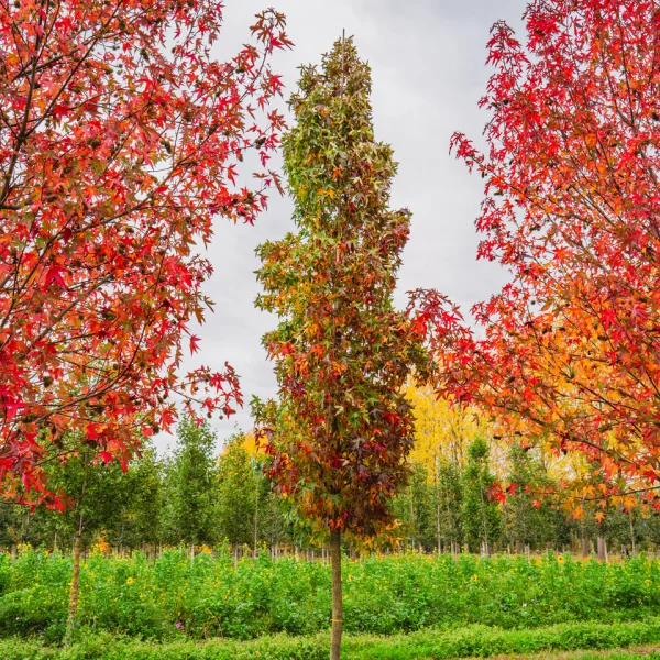 Liquidambar styraciflua 'Slender Silhouette' &ndash; ambroň západní 'Slender Silhouette'