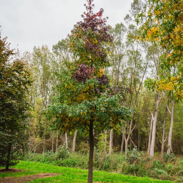 Liquidambar styraciflua – ambroň západní
