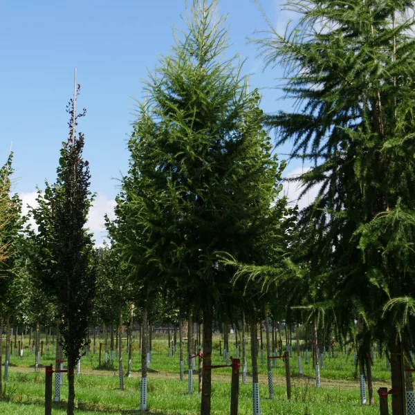 Larix decidua – modřín opadavý