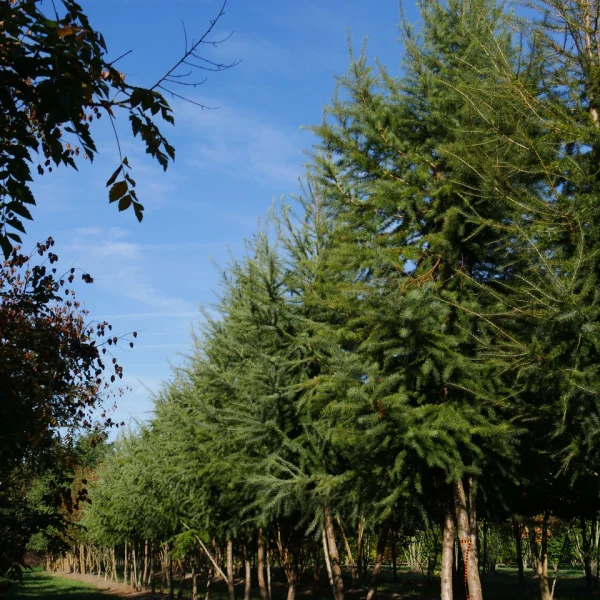 Larix kaempferi – modřín japonský