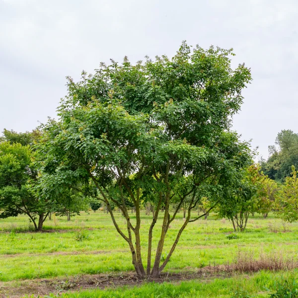 Maackia amurensis – mákie amurská