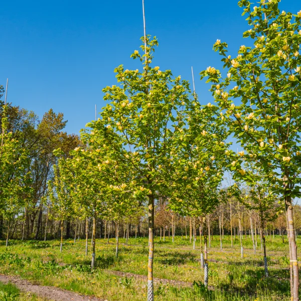 Magnolia ×brooklynensis 'Yellow Bird' &ndash; šacholán × brooklynensis 'Yellow Bird'
