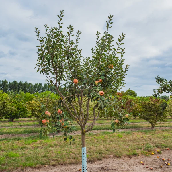 Malus domestica 'Bramley's Seedling' &ndash; jabloň 'Bramley's Seedling'