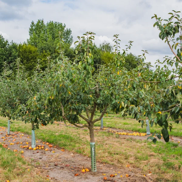 Malus domestica 'Gravensteiner' &ndash; jabloň 'Gravensteiner'