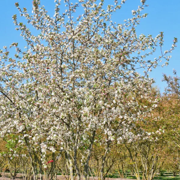 Malus 'Evereste' &ndash; Jabloň 'Evereste'
