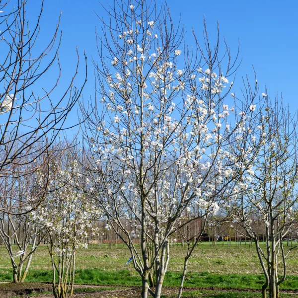 Magnolia kobus – šacholán japonský