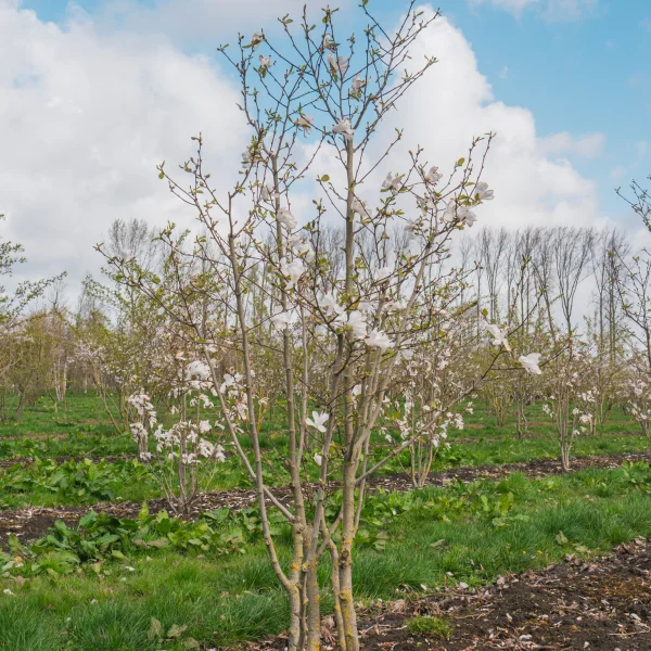Magnolia ×loebneri 'Merrill' &ndash; šacholán 'Merrill'