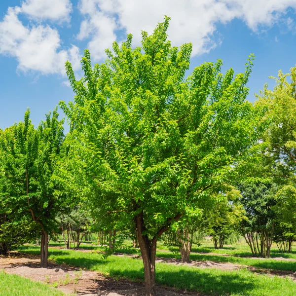 Maclura pomifera &ndash; maclura oranžová