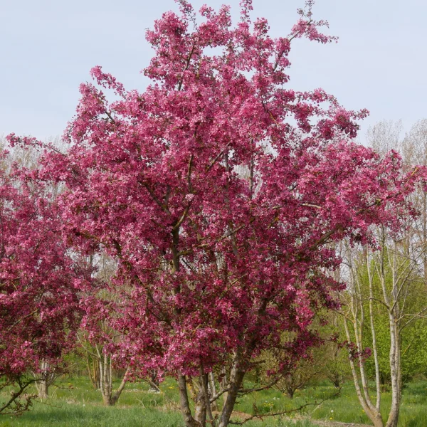 Malus 'Profusion' &ndash; jabloň 'Profusion'