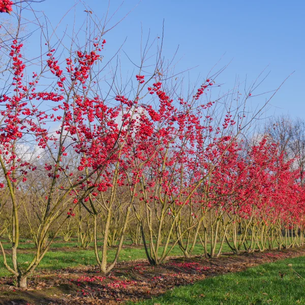 Malus 'Red Sentinel' &ndash; jabloň 'Red Sentinel'