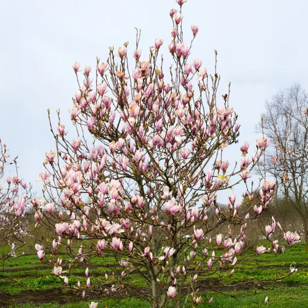Magnolia ×soulangeana &ndash; šácholan Soulangeův