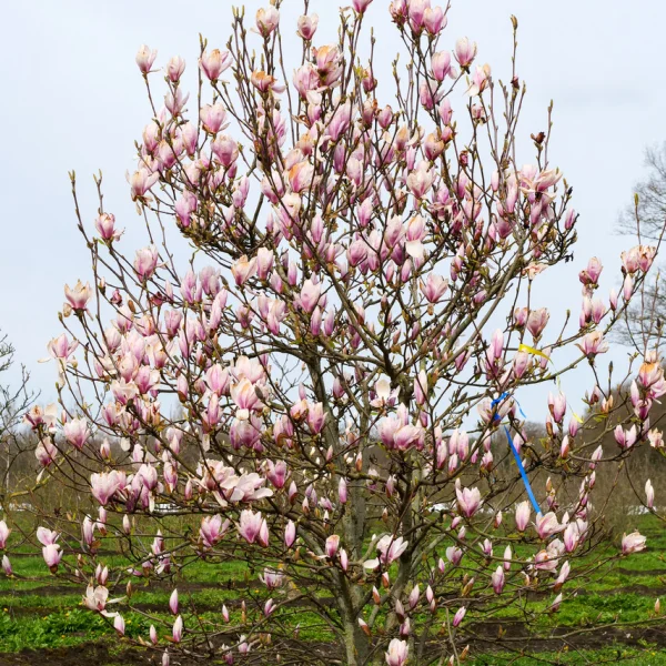 Magnolia ×soulangeana – šácholan Soulangeův