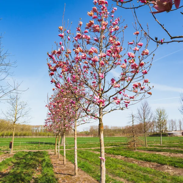 Magnolia 'Spectrum' &ndash; šácholán 'Spectrum'