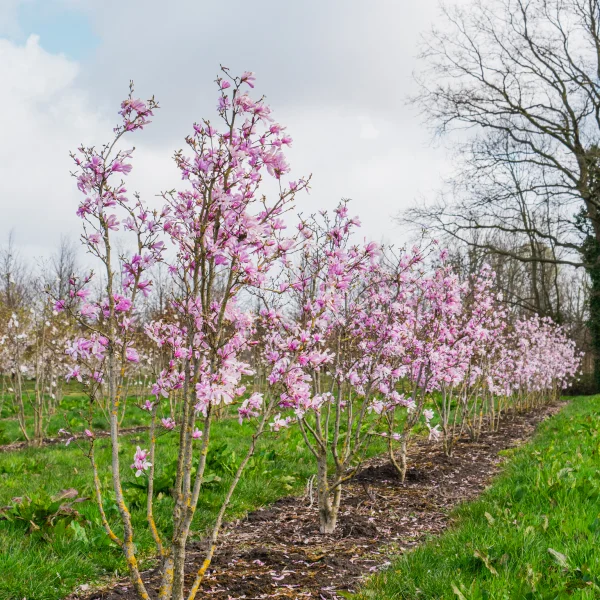 Magnolia stellata 'Rosea' &ndash; šácholan hvězdokvětý 'Rosea'