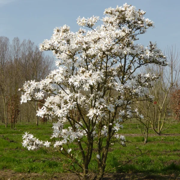 Magnolia stellata &ndash; šácholan hvězdokvětý