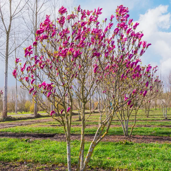 Magnolia 'Susan' &ndash; šácholan 'Susan'