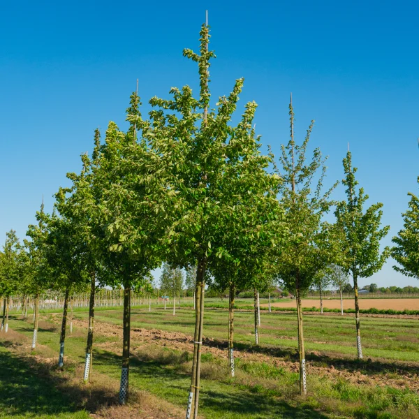 Malus sylvestris &ndash; jabloň lesní
