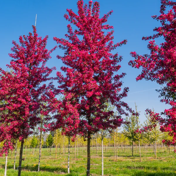 Malus toringo 'Scarlett' &ndash; okrasná jabloň 'Scarlett'