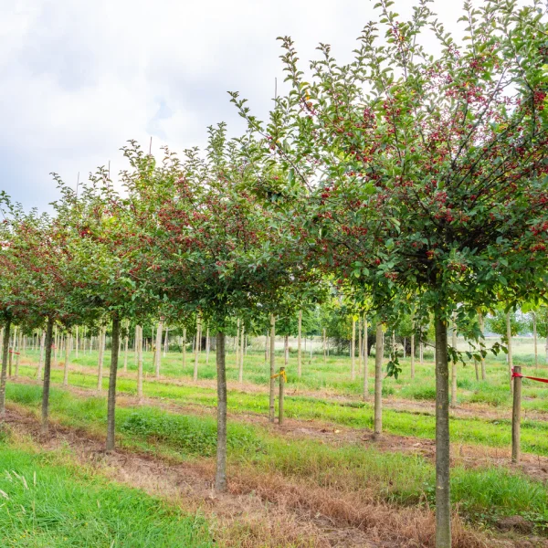 Malus toringo 'Sargent's Elegant' &ndash; okrasná jabloň  toringo 'Sargent's Elegant'