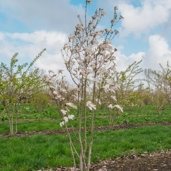Magnolia 'Wada's Memory' &ndash; šácholan 'Wada's Memory'