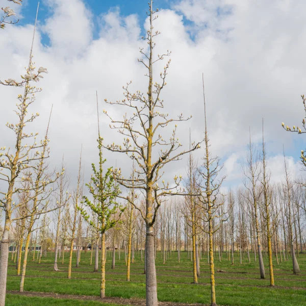 Magnolia denudata YELLOW RIVER ('Fei Huang') &ndash; šácholan obnažený YELLOW RIVER ('Fei Huang')
