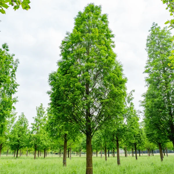 Metasequoia glyptostroboides – Metasekvoje čínská