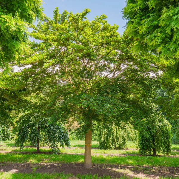 Morus alba 'Nana Issai' &ndash; morušovník bílý 'Nana Issai'