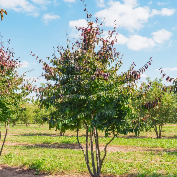 Parrotia persica 'Bella' &ndash; parocie perská 'Bella'
